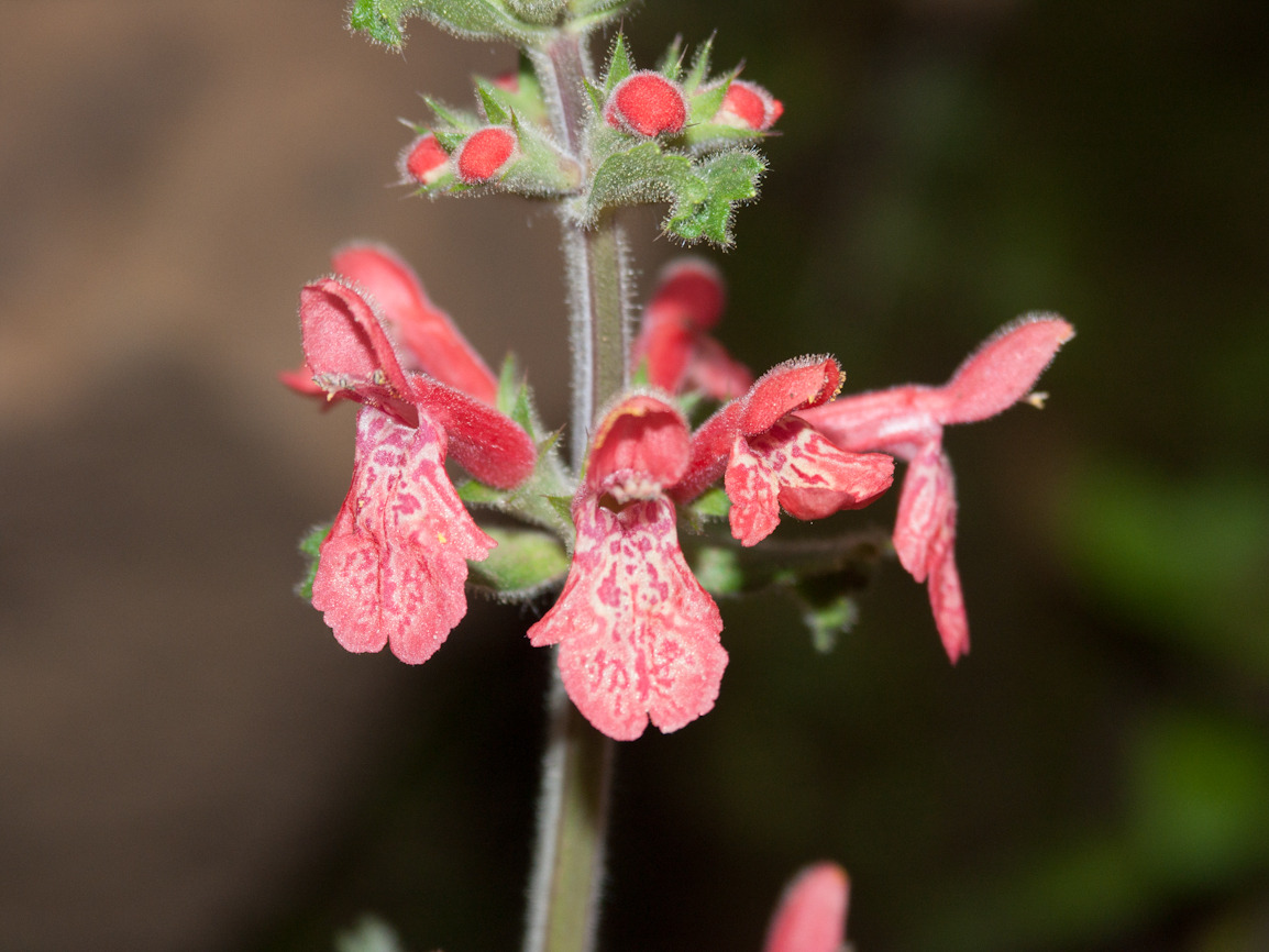 Stachys coccinea