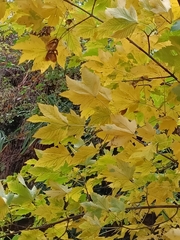 Acer pseudoplatanus