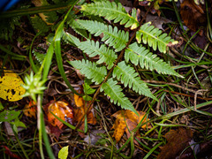 Dryopteris × mickelii