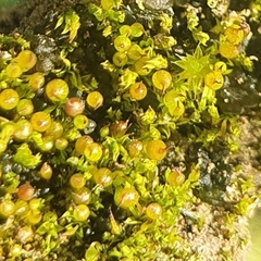 Microbryum rectum
