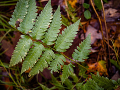 Dryopteris × mickelii