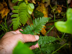 Dryopteris × mickelii