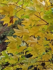 Acer pseudoplatanus