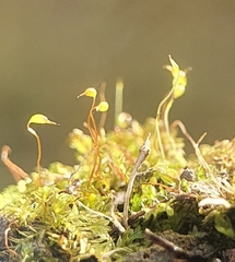 Fissidens incurvus