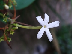 Jasminum sinense