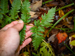Dryopteris × mickelii