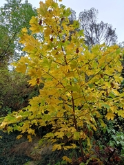 Acer pseudoplatanus