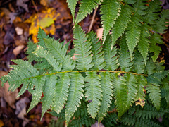 Dryopteris × mickelii