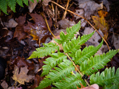 Dryopteris × mickelii