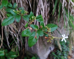 Jasminum sinense