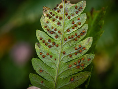 Dryopteris × mickelii
