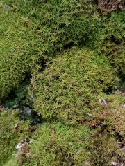 Tortella