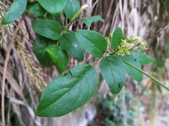 Jasminum sinense