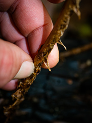 Dryopteris × mickelii