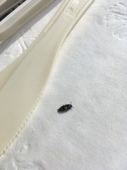 Glischrochilus fasciatus