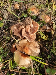 Hebeloma sinapizans