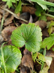 Glechoma hederacea