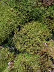 Tortella