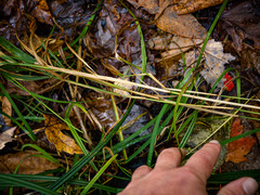 Elymus virginicus virginicus