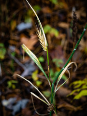 Elymus virginicus virginicus