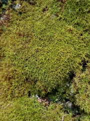 Tortella