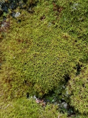 Tortella