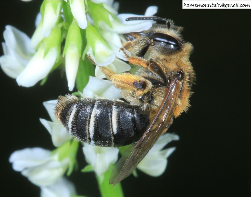 Andrena wuae