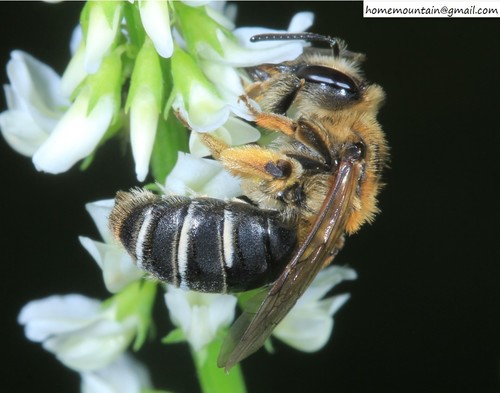 Andrena wuae