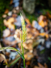 Elymus virginicus virginicus