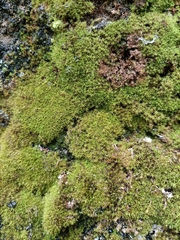 Tortella
