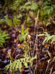 Elymus virginicus virginicus