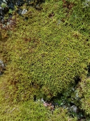 Tortella