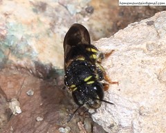 Anthidiellum boreale