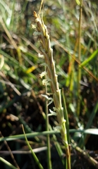 Sporobolus anglicus