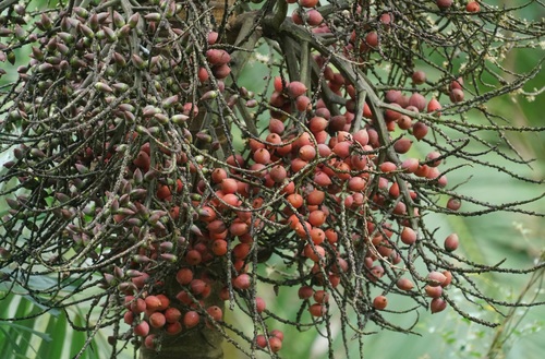 Image of Normanbya normanbyi by (c) Tim, some rights reserved (CC BY)