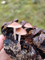 Baeospora