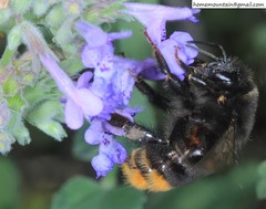 Parasitiformes