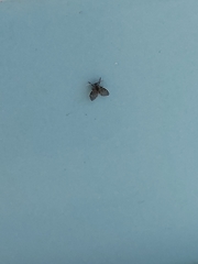 Clogmia albipunctata