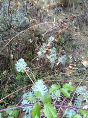 Euphorbia characias