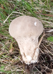 Lycoperdaceae