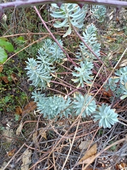 Euphorbia characias