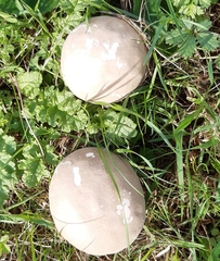 Lycoperdaceae