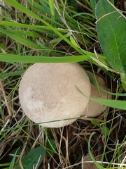 Lycoperdaceae