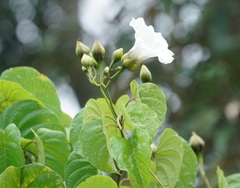Ipomoea corymbosa
