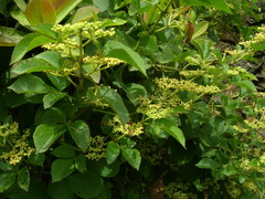 Cissus microcarpa
