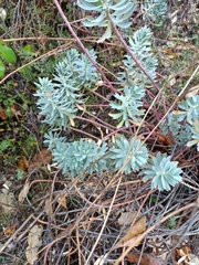 Euphorbia characias