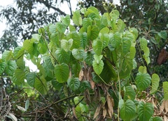 Ipomoea corymbosa