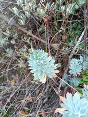 Euphorbia characias