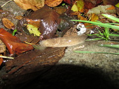 Tandonia totevi