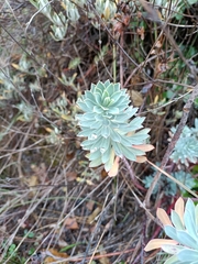 Euphorbia characias